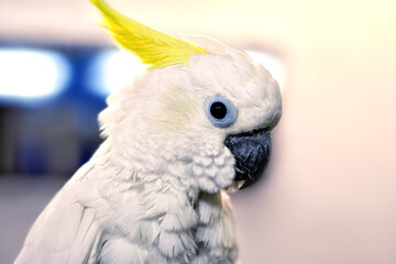 A white cockatoo parrot on blur background, close up.