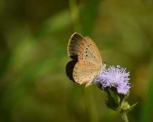 butterfly on a flower. Pale grass blue ( pseudozizeeria maha).