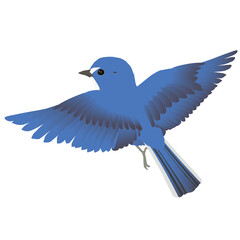 日本のかわいい小鳥 ルリビタキが羽ばたくベクターイラスト