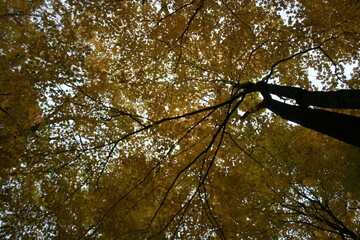 Autumn Canopy 2020