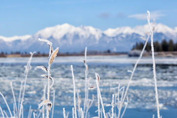  mountain river carries ice floes against the backdrop of high snow-capped mountains