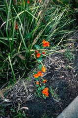Orange flowers