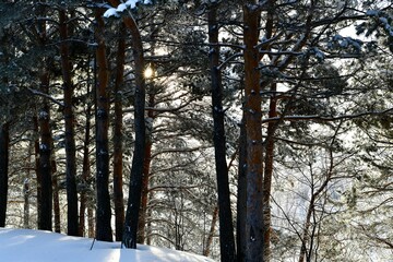 Fototapeta premium A row of pines. The sun breaks through the snow covered branches.
