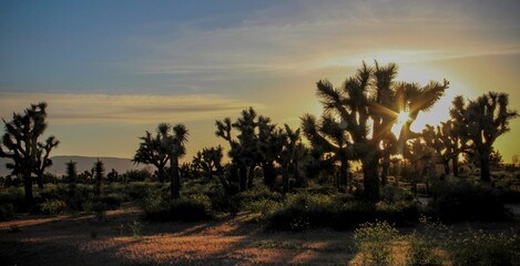Fototapeta na wymiar Sunset behind Joshua trees.