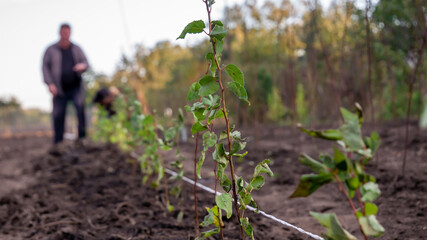 Planting trees, plum rootstock in a row with a shovel © Volodymyr