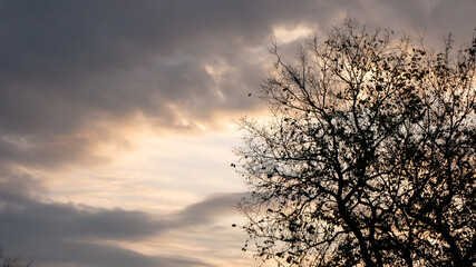 Autumn tree without leaves on a background of gray sky with clouds, morning