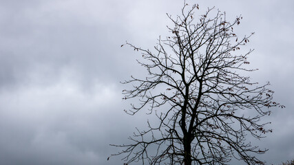 Autumn tree without leaves on a background of gray sky with clouds