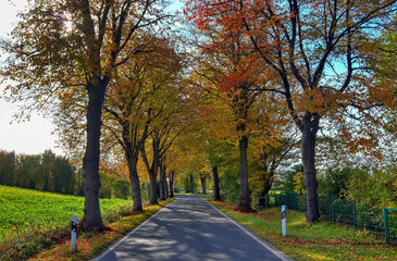 Road surrounded by trees covered in colorful leaves under the sunlight in autumn