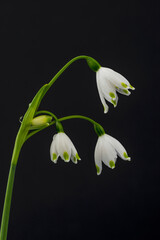 Obraz premium Full blooming of snowflake (Leucojum aestivum) in spring