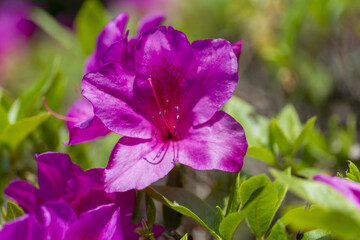Pink azalea (Rhododendron) in full bloom in Japan