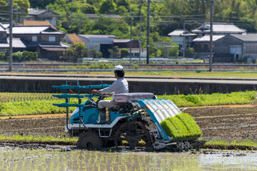 Rice transplanting by machine in Japan