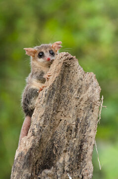 Cinderella fat-tailed mouse opossum (Thylamis cinderella)