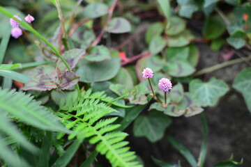ピンク色の野の花