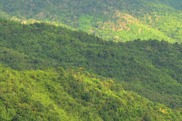 Obraz premium view beautiful, mountain, hill, sunrise landscape, sunrise, forest landscape, forest, tree, air, fresh, environment, natural, outdoor, background, travel, beautiful, landscape, green, nature
