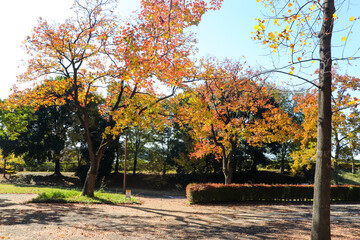 秋 紅葉 公園 散歩 グラデーション オレンジ