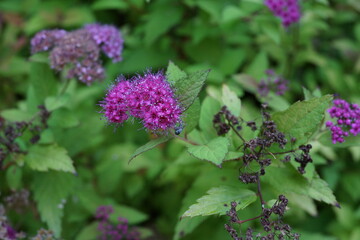 シモツケ  下野　花　庭　ガーデニング