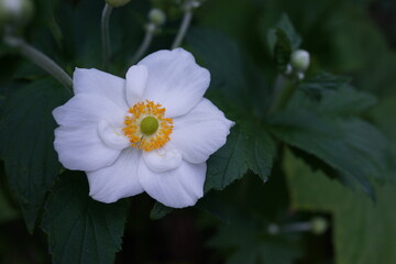 秋明菊　シュウメイギク　花　夏