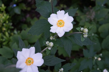 秋明菊　シュウメイギク　花　夏