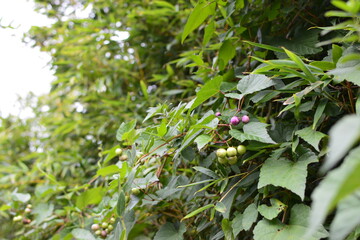 色とりどりの木の実