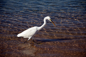 White heron in Egypt,  Sharm El Sheikh