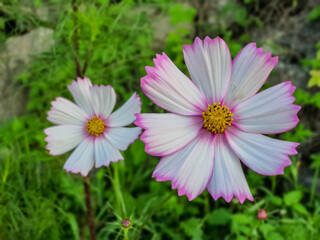 Obraz premium Two Cosmos Flowers In Korea
