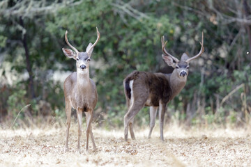 Naklejka na ściany i meble Black-tailed Deer Stags Browsing. San Mateo County, California, USA.