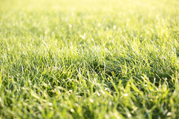 Green grass background in sunny summer day