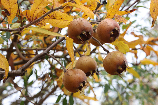 Close up of a fruit of Mespilus germanica, also named common medlar on a tree