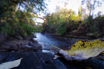 autumn leaves in the water