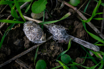 Owl pellet laying on the field, bird of prey pellets with fur and bones sticking out, indigested parts of animals eaten by olws, vomit or regurgitation, materials from the bird's prey.