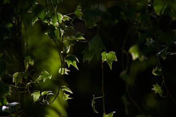 The green ivy leaves with light and shadow