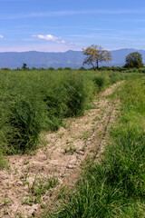 Fototapeta na wymiar Field with growing bushes of asparagus