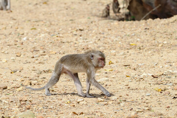 Macaques monkey live in a natural forest