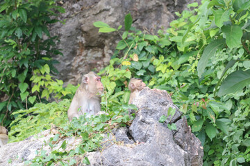 Macaques monkey live in a natural forest