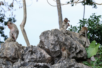 Macaques monkey live in a natural forest