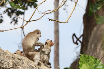 Macaques monkey live in a natural forest