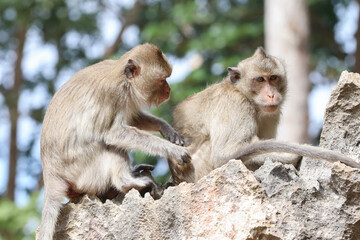 Macaques monkey live in a natural forest