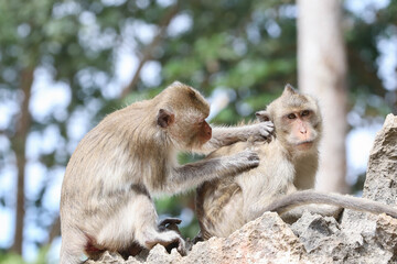 Macaques monkey live in a natural forest