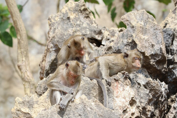Macaques monkey live in a natural forest