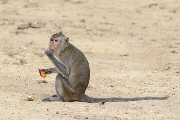 Macaques monkey live in a natural forest