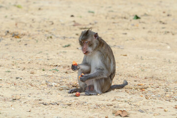 Macaques monkey live in a natural forest
