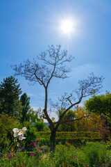 A lone bare tree stands tall in the lush Monet Gardens on a beautiful sunny day in Giverny, France.