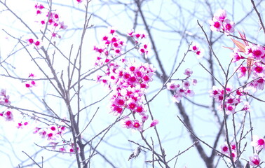 branch with cherry blossom or sakura flower background