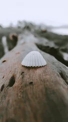 shell on the beach © M