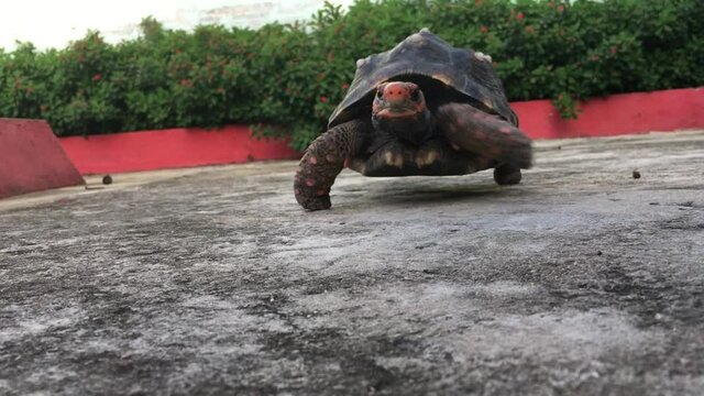 Jabuti caminhando - Turtle