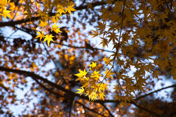 多聞院（埼玉県）の紅葉