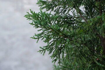 branches of a pine tree for Christmas background
