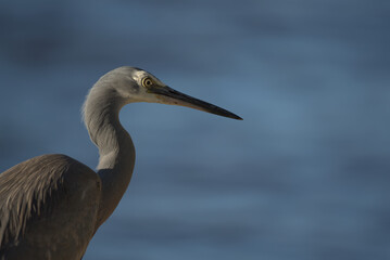White faced Heron in the morning sun light, in Noosa, Queensland.