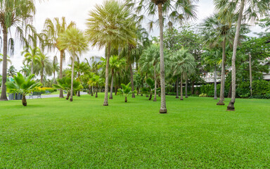 Obraz premium Garden of palm tree on green grass lawn in public park