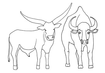 Set sketch of a standing bull with large horns, isolated on a white background. Contour vector illustration for coloring and other design